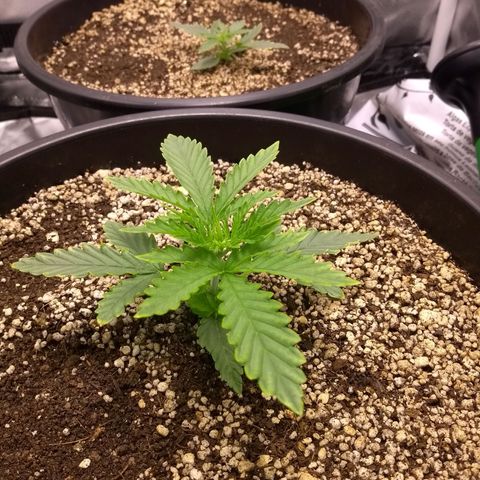 MJ1702 growlog timeline photo