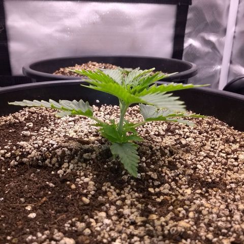 MJ1702 growlog timeline photo