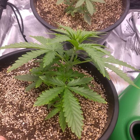 MJ1702 growlog photo: Lindonas