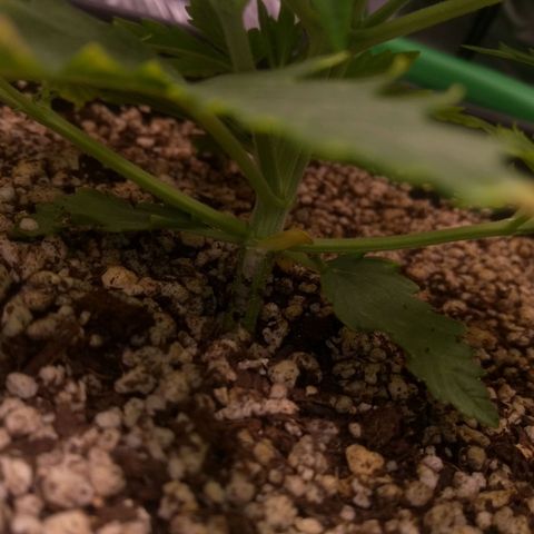 MJ1702 growlog photo: Lindonas