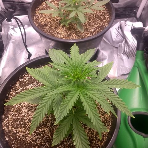 MJ1702 growlog photo: Lindonas