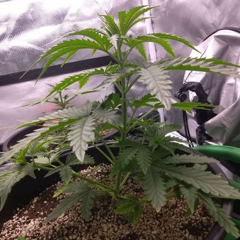 MJ1702 growlog timeline photo