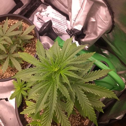 MJ1702 growlog timeline photo