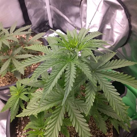 MJ1702 growlog timeline photo