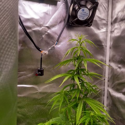 MJ1702 growlog photo: Ainda não começou a florir de verdade