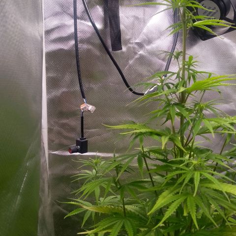 MJ1702 growlog photo: 87 cm