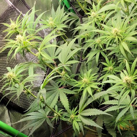 LSD , 1 growlog photo: Klarer Beginn der weiteren Blütenbildung bei ca 77cm Pflanzenhöhe. 
