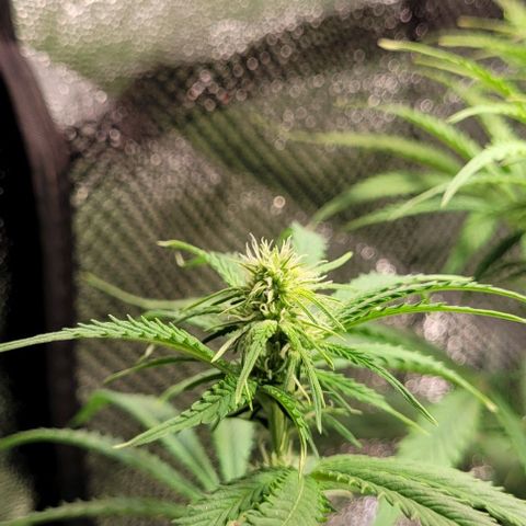 LSD , 1 growlog photo: Klarer Beginn der weiteren Blütenbildung bei ca 77cm Pflanzenhöhe. 
