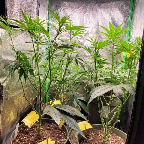 LSD , 1 growlog photo: Lollipopping 