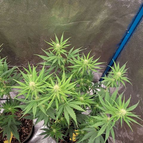 LSD , 1 growlog timeline photo