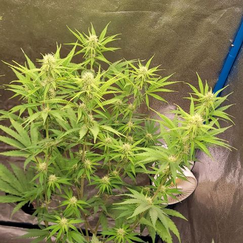 LSD , 1 growlog timeline photo