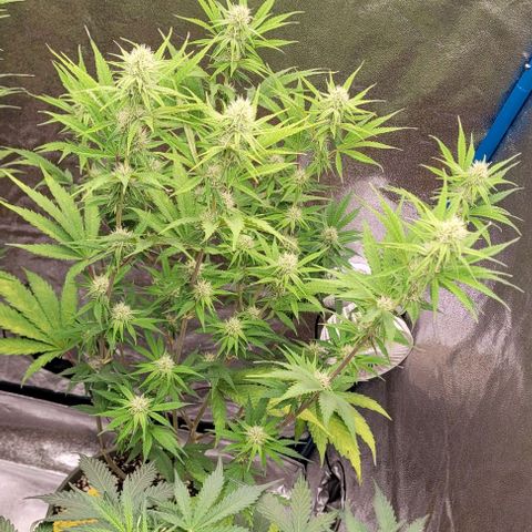 LSD , 1 growlog timeline photo