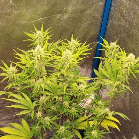 LSD , 1 growlog timeline photo