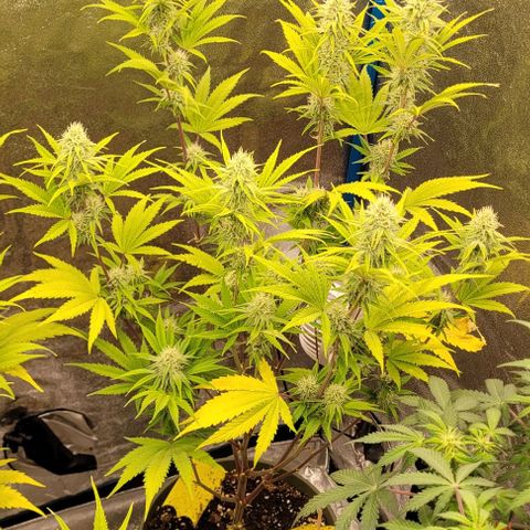LSD , 1 growlog timeline photo