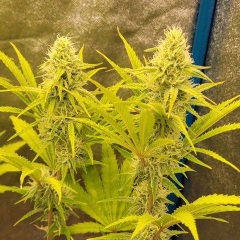 LSD , 1 growlog timeline photo