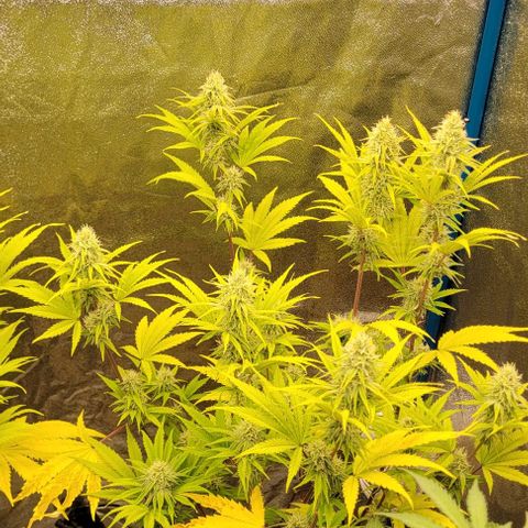 LSD , 1 growlog timeline photo