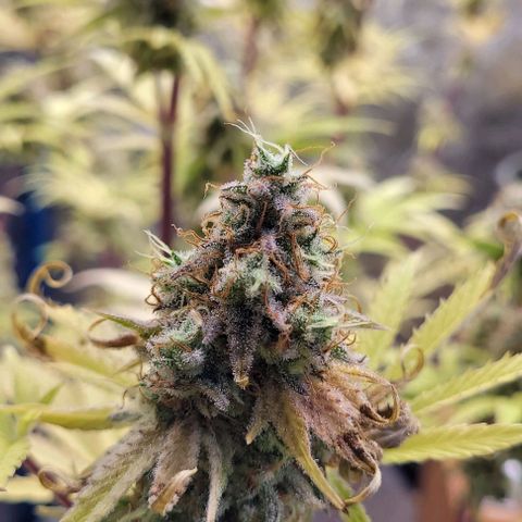 LSD , 1 growlog timeline photo