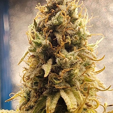 LSD , 1 growlog timeline photo