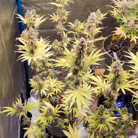 LSD , 1 growlog timeline photo
