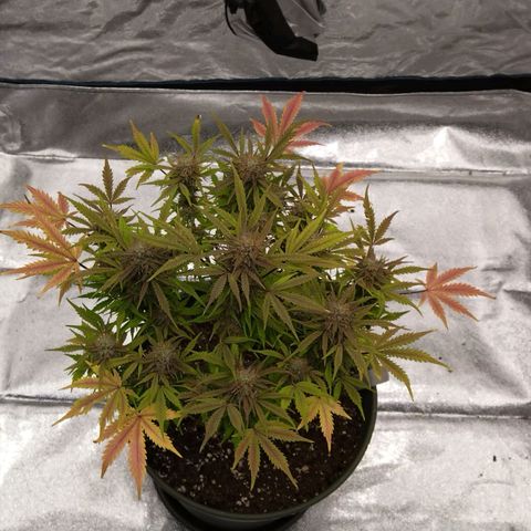 LSD , 1 growlog timeline photo