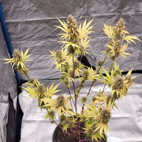LSD , 1 growlog timeline photo