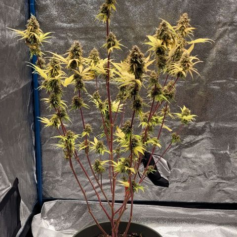 LSD , 1 growlog timeline photo