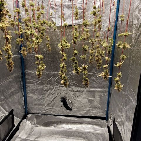 LSD , 1 growlog timeline photo