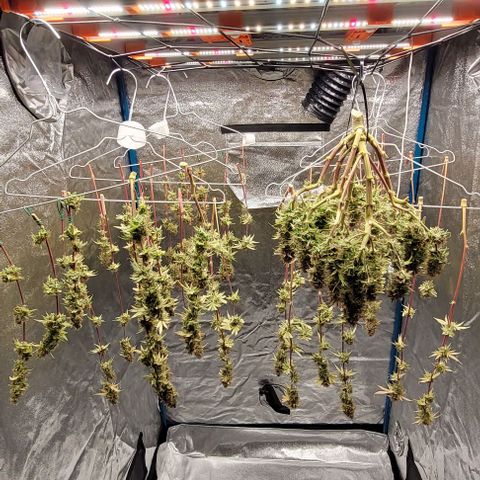 LSD , 1 growlog timeline photo