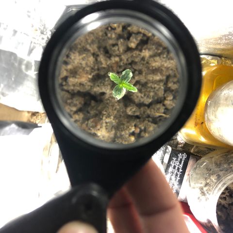 S.Sons_FIM(AKA_april9) growlog timeline photo