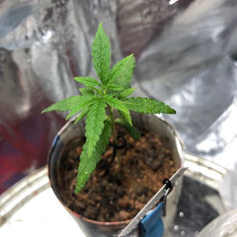 S.Sons_FIM(AKA_april9) growlog timeline photo