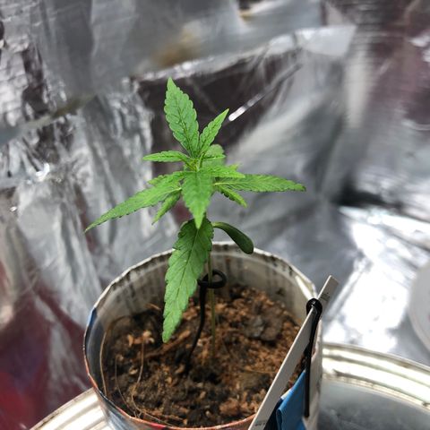 S.Sons_FIM(AKA_april9) growlog timeline photo