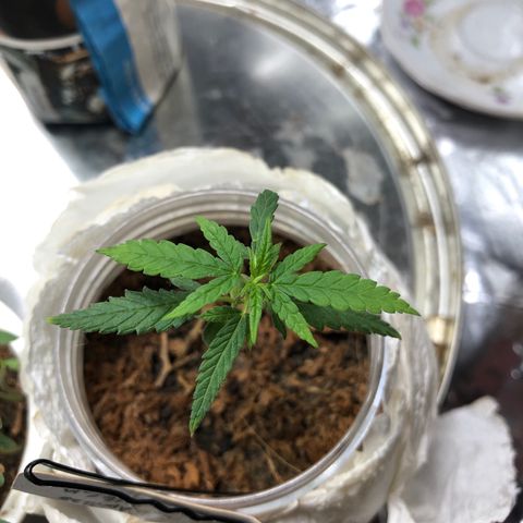 S.Sons_FIM(AKA_april9) growlog photo: in Ball shaped pot