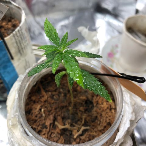 S.Sons_FIM(AKA_april9) growlog photo: in Ball shaped pot