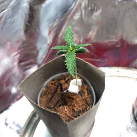 S.Sons_FIM(AKA_april9) growlog timeline photo