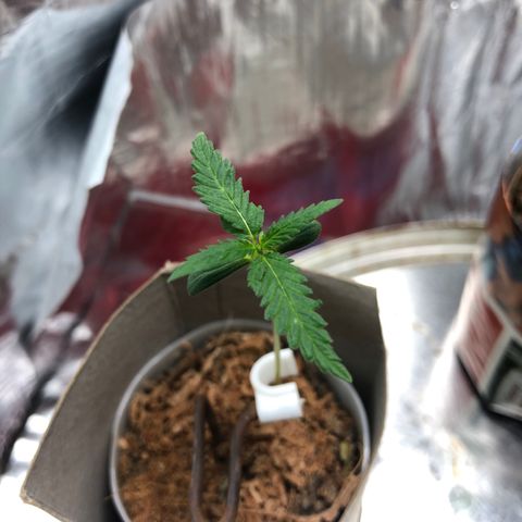 S.Sons_FIM(AKA_april9) growlog timeline photo