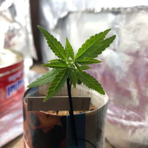 S.Sons_FIM(AKA_april9) growlog timeline photo