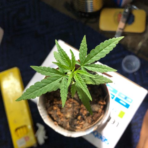 S.Sons_FIM(AKA_april9) growlog timeline photo