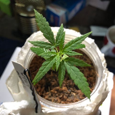 S.Sons_FIM(AKA_april9) growlog timeline photo