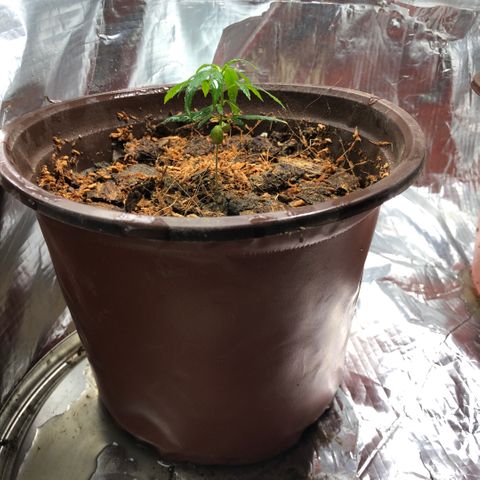 S.Sons_FIM(AKA_april9) growlog photo: After Transplanting 