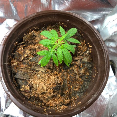 S.Sons_FIM(AKA_april9) growlog photo: After Transplanting 