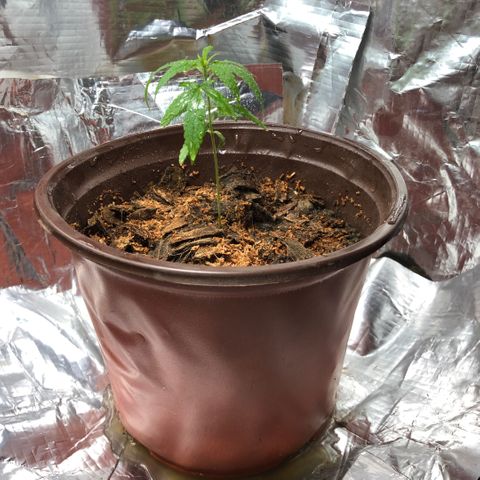 S.Sons_FIM(AKA_april9) growlog photo: After Transplanting 