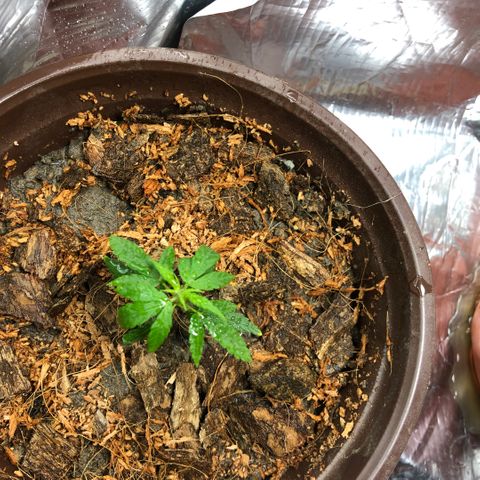 S.Sons_FIM(AKA_april9) growlog photo: After Transplanting 