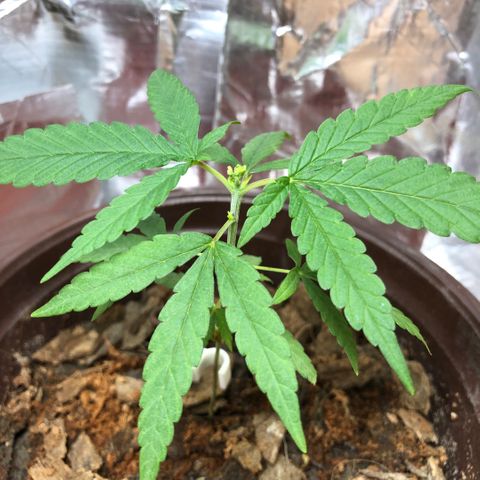 S.Sons_FIM(AKA_april9) growlog photo: SS(F.I.M)