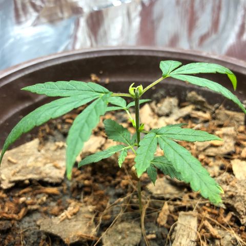 S.Sons_FIM(AKA_april9) growlog photo: SS(Topping)