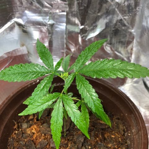 S.Sons_FIM(AKA_april9) growlog photo: After watering SS(FIMming)