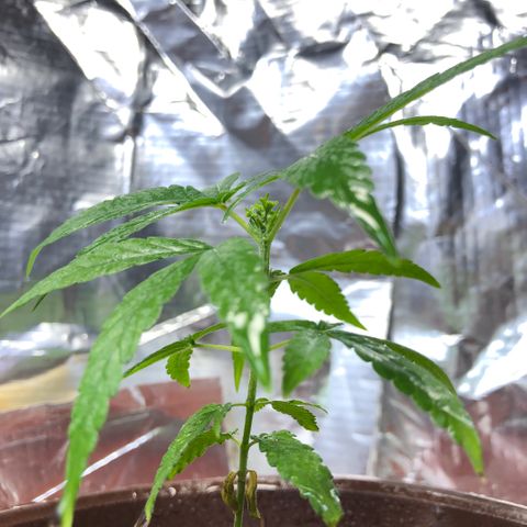 S.Sons_FIM(AKA_april9) growlog photo: After watering SS(FIMming)