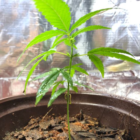 S.Sons_FIM(AKA_april9) growlog photo: After watering SS(FIMming)