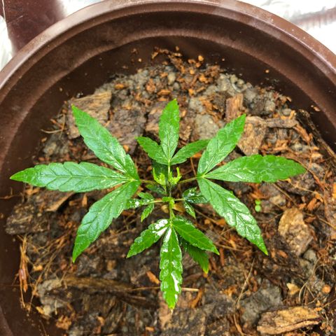 S.Sons_FIM(AKA_april9) growlog photo: After watering SS(Topping)