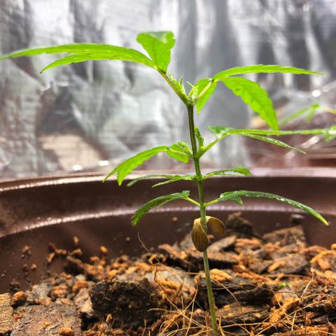S.Sons_FIM(AKA_april9) growlog photo: After watering SS(Topping)