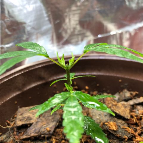 S.Sons_FIM(AKA_april9) growlog photo: After watering SS(Topping)
